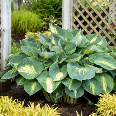 Hosta 'Hudson Bay'